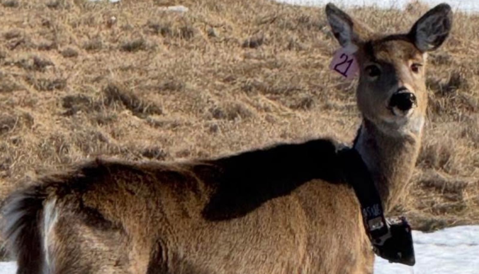 Le collier caméra mis au point par les deux chercheurs a été testé sur des cerfs de Virginie à l'île d'Anticosti.