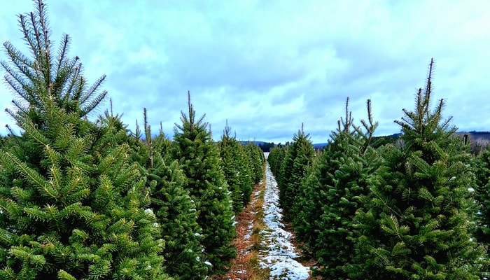 La productions de sapins de Noël de l'entreprise Arbres Joyeux s'étend sur une superficie de plus de 1618 hectares.