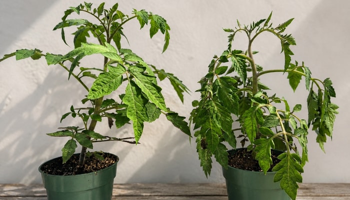 Le plant de tomate de gauche est bien arrosé, alors que celui de droite manque d'eau. L'angle des feuilles est le signe le plus visible. Un flétrissement de cette ampleur n'est pas grave, indique Julien Roy, et un bon arrosage suffit pour que le plant récupère. Il recommande de mouiller l'ensemble du terreau pour que tout le système racinaire ait accès à l'eau.