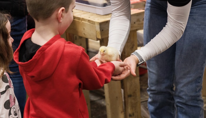 Une bénévole fait découvrir la production avicole à un jeune visiteur et une jeune visiteuse.
