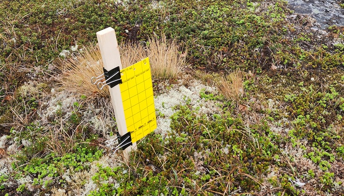 Piège entomologique au Nunavik