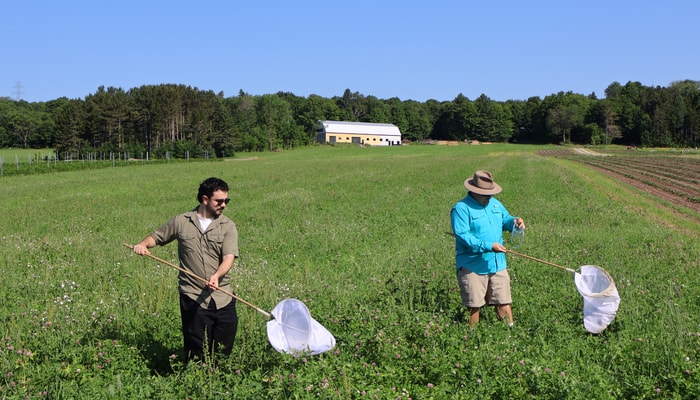 Nicolas Plante, professionnel de recherche au Département de phytologie de la Faculté des sciences de l’agriculture et de l’alimentation, et Abraão Almeida Santos, stagiaire postdoctoral, capturent des cicadelles dans le cadre du projet de recherche LeafHope du professeur Edel Pérez-López. Tous deux figurent parmi les auteurs principaux de l’article.