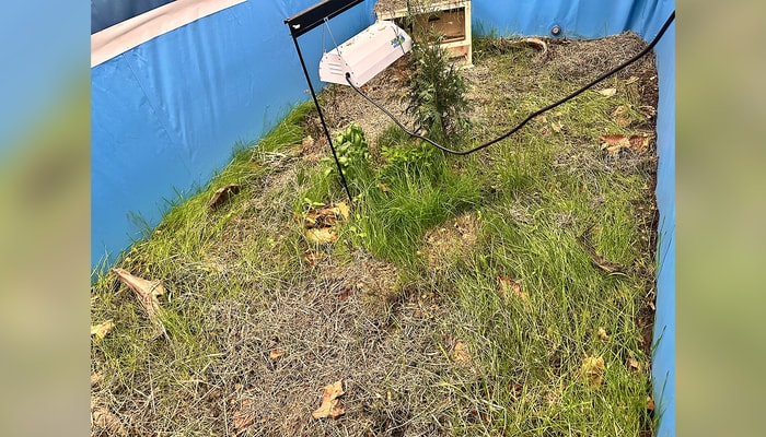 L'environnement des souris consistait en une grande piscine en toile remplie de terre de jardin, de tourbe, de plantes et de foin.