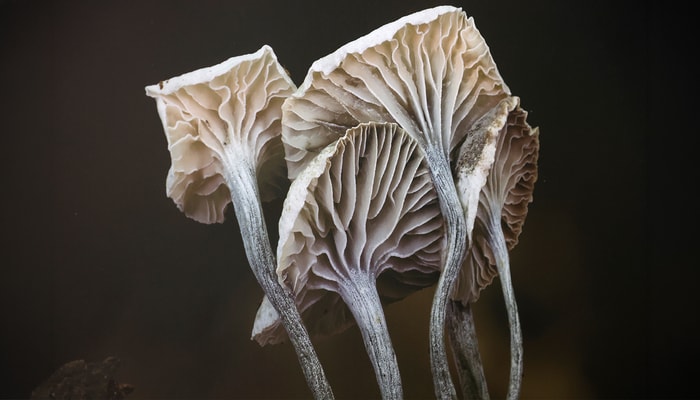 Cette photo de François Guay, exposée au pavillon Jean-Charles-Bonenfant, est la préférée de Lucile Berthelot, commissaire de l'exposition, car elle montre de manière poétique la fragilité et la délicatesse du champignon, un organisme pourtant essentiel dans l’environnement.