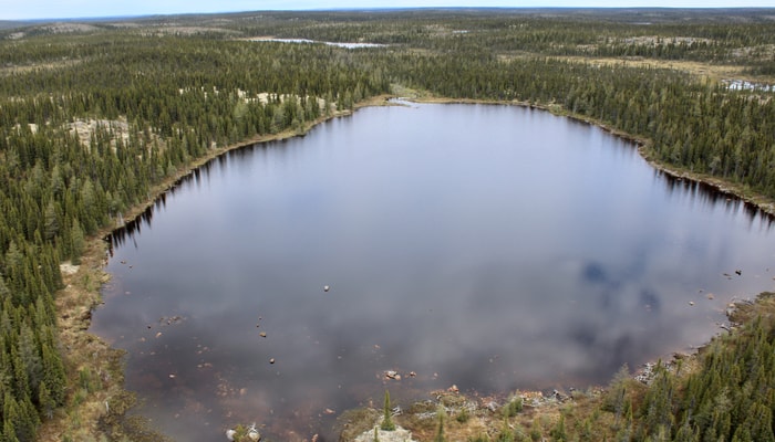 Les lacs situés dans les forêts boréales sont plus riches en nutriments et ont une couleur brunâtre.