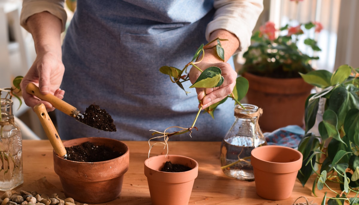 Le 20 mars, à 16h, au PEPS, participez à un atelier d'initiation au bouturage.