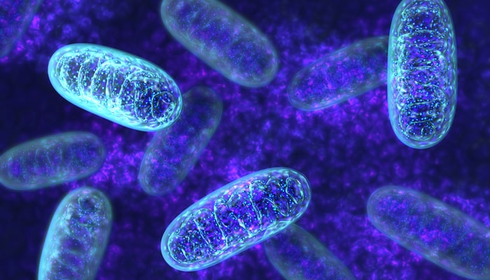 Les mitochondries sont les centrales énergétiques de nos cellules. Sur le plan évolutif, il s'agirait de bactéries qui ont été intégrées dans des organismes plus complexes il y a des milliards d'années. Lorsque les mitochondries sortent des cellules, le système immunitaire les considère comme des corps étrangers et il monte une réponse contre celles-ci. Les anticorps qui ciblent les mitochondries, leur ADN ou leur ARN sont indicatifs de la trajectoire que prendra un lupus.