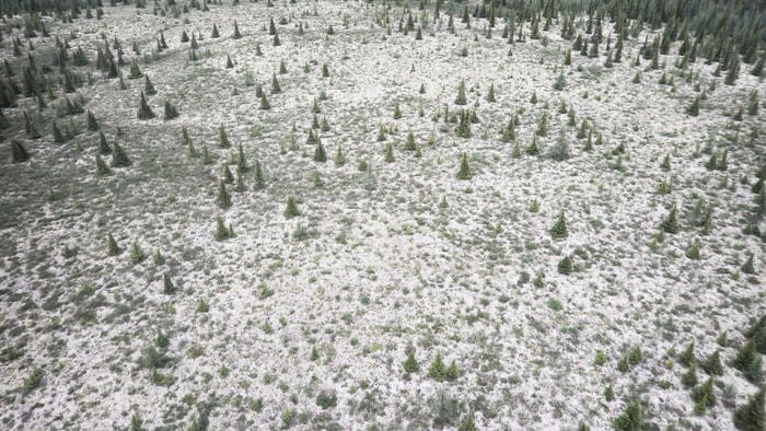 Les cladonies étoilées forment de vastes tapis dans les zones ouvertes des pessières à lichens. «Tout ce qui arrive du ciel dans cet écosystème se retrouve sur ces cladonies. En plus, en raison de leur biologie, ces lichens absorbent facilement ce qui se trouve dans l'air autour d'eux», signale la chercheuse Marta Alonso-García.