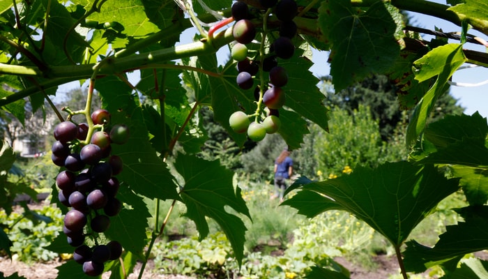 Le jardin sert de terrain d’expérimentation pour la relève, qui y plante notamment des raisins.