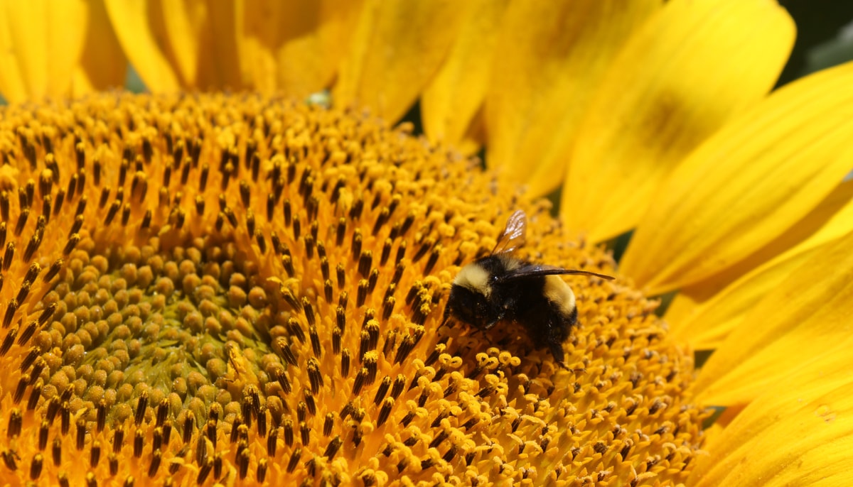 Les bourdons se distinguent des abeilles à miel par leur corps dodu et poilu. Ils sont aussi moins agressifs, même s’ils leur arrivent de mordre avec leurs petites mandibules.  