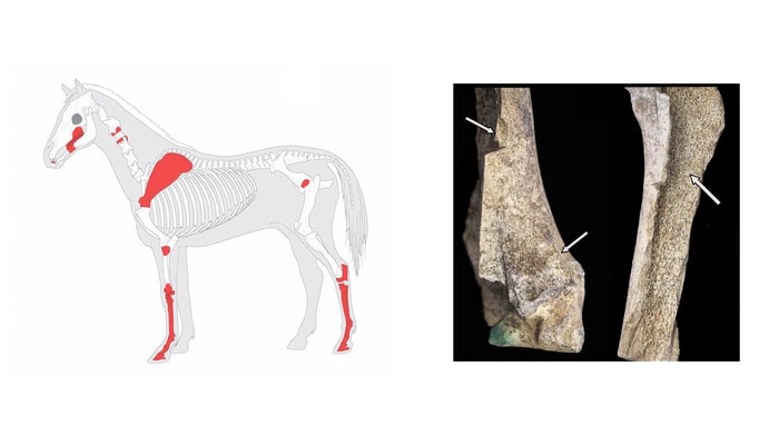 À gauche: éléments du squelette de chevaux consommés durant la famine de 1609-1610 et découverts à Jamestown. À droite: os de cheval modifiés de cette époque. Le radius droit porte des marques de hachage, de fractures par impact et d’ablation de l'os trabéculaire.