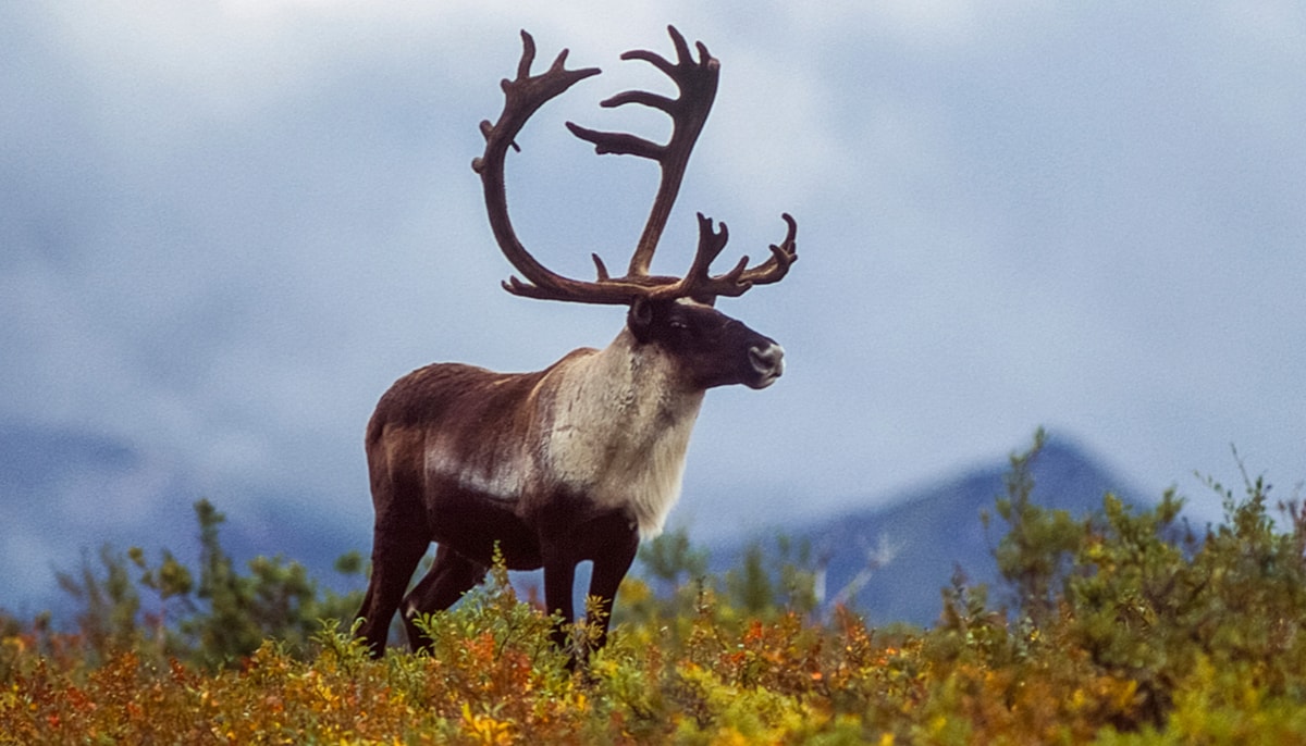 Un caribou solitaire aux larges bois dans la toundra. Cet animal fait partie des nombreuses espèces menacées dans les régions nordiques. Selon la Convention des Nations unies sur la diversité biologique, si la température moyenne sur la Terre augmentait de plus de 3 Co, 41% des mammifères perdraient la moitié de leur habitat naturel.