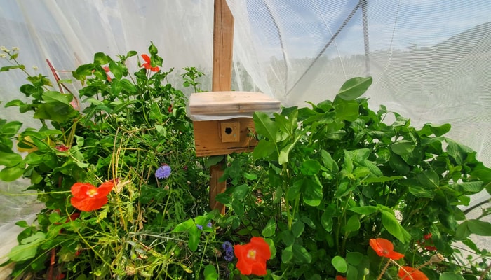 Dans ce compartiment du tunnel de toile, Amélie Morin teste un mélange protéiné pour les bandes fleuries, incluant le sarrasin, la phacélie, le trèfle rouge, le trèfle blanc et le pavot. Un nichoir abritant une colonie de bourdons se trouve au centre.