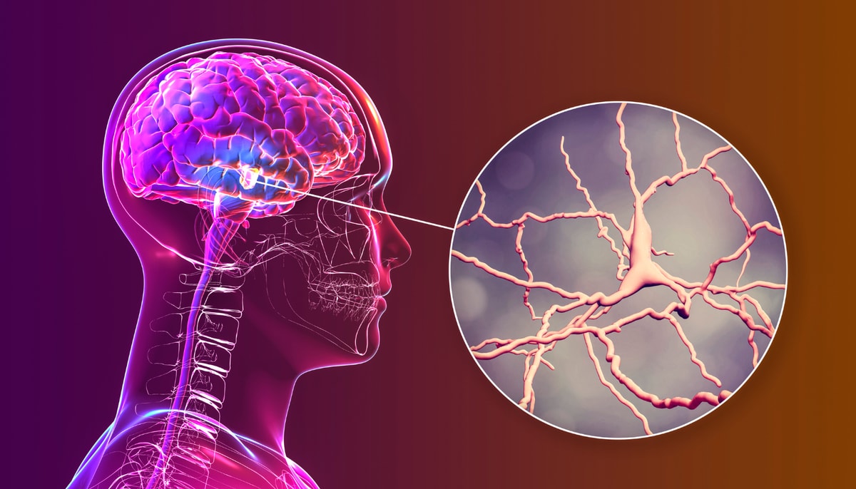 La substance noire, au centre du cerveau, est fortement impliquée dans la motricité. La perte des neurones dopaminergiques dans cette région entraîne les principaux symptômes moteurs de la maladie de Parkinson.