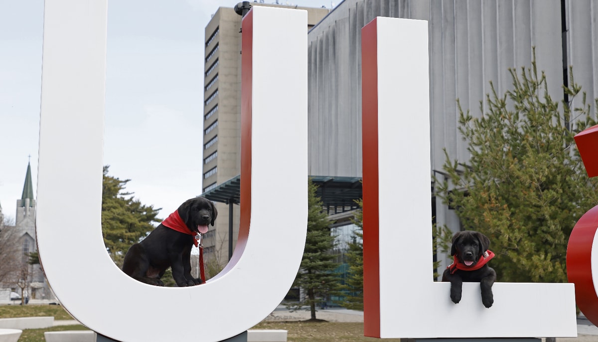 Les chiots Tchad et Léon, confortablement assis sur les deux premières lettres de la signature géante de l'Université Laval, près du pavillon Jean-Charles-Bonenfant