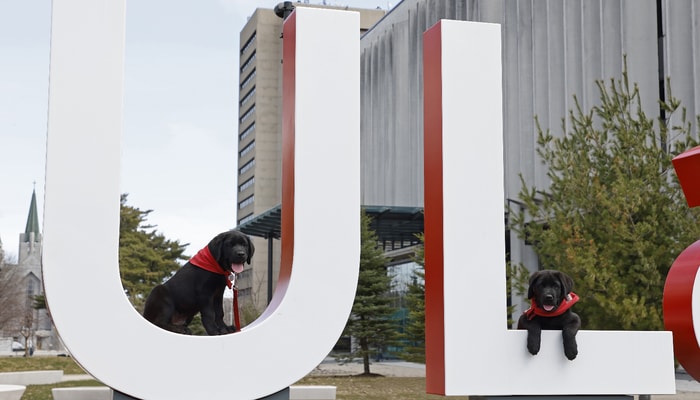Les chiots Tchad et Léon, confortablement assis sur les deux premières lettres de la signature géante de l'Université Laval, près du pavillon Jean-Charles-Bonenfant