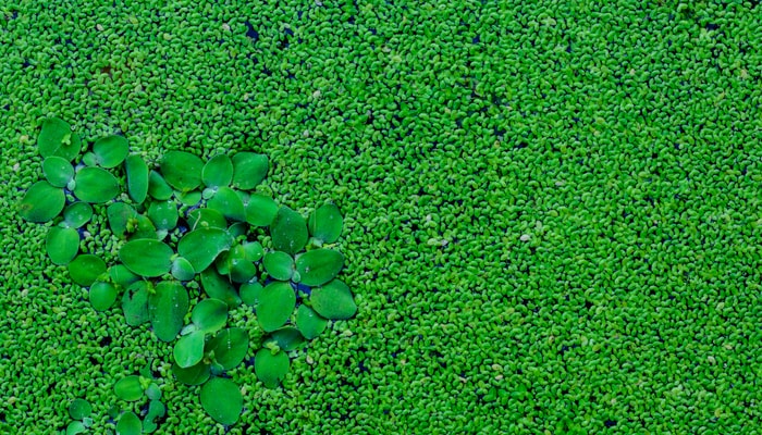 La lentille d'eau pousse très rapidement et utilise jusqu'à 90% moins de terre et d'eau que les cultures traditionnelles.