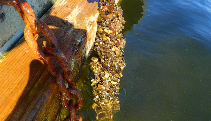 La moule zébrée, une espèce exotique envahissante, s'agrippe aux roches ou à des structures artificielles. On peut retrouver jusqu'à 200 000 individus au mètre carré.