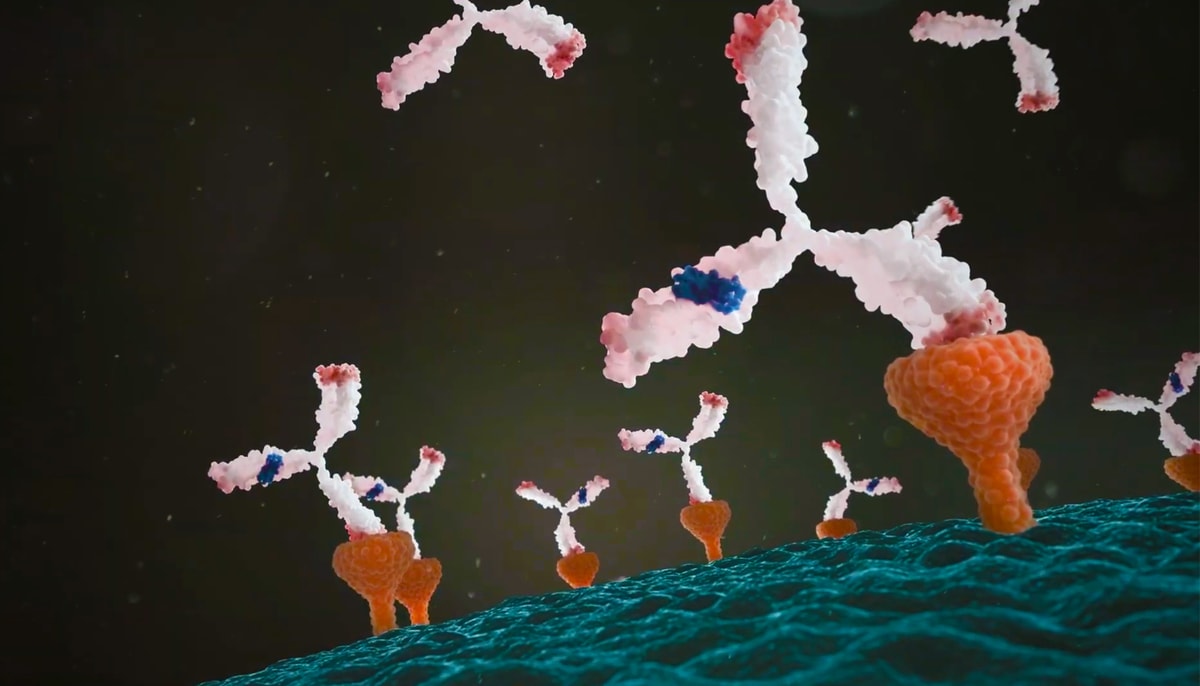 Les anticorps synthétiques produits par l'équipe du professeur Luc Vallières accaparent les mêmes cibles que les auto-anticorps impliqués dans les maladies auto-immunes.