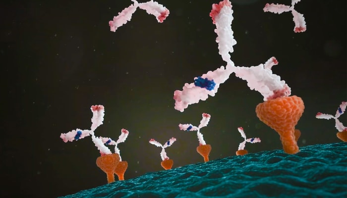 Les anticorps synthétiques produits par l'équipe du professeur Luc Vallières accaparent les mêmes cibles que les auto-anticorps impliqués dans les maladies auto-immunes.