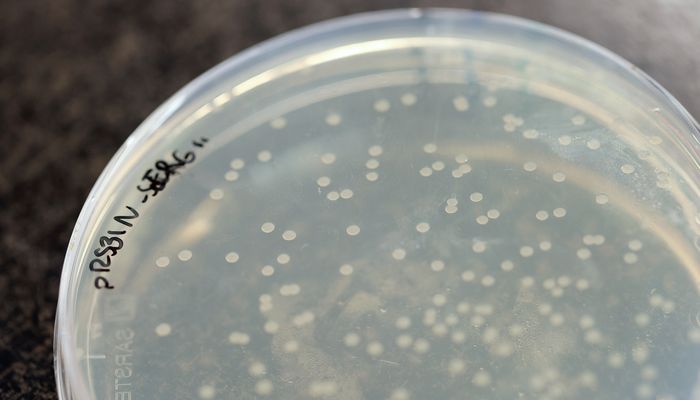 La levure non pathogène Saccharomyces cerevisiae est utilisée comme modèle en laboratoire pour étudier la résistance. Elle fait partie des cinq espèces les plus étudiées dans la base de données.