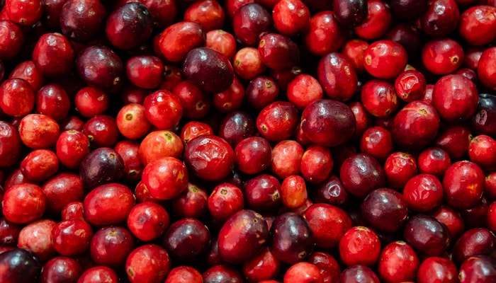 Riches en polyphénols, les canneberges contiennent notamment des proanthocyanidines, des composés étudiés pour leurs effets bénéfiques sur le métabolisme du glucose.