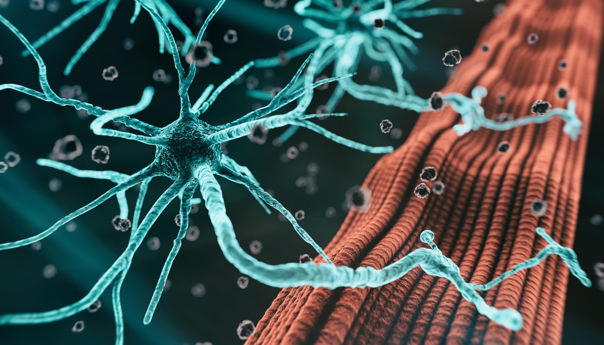 Une mauvaise utilisation de l'énergie par les cellules du système nerveux contribue à la mort des motoneurones dans le cerveau et la moelle épinière.