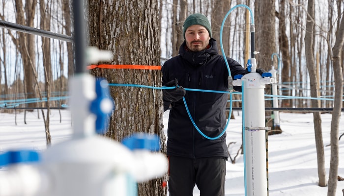 Le professeur Guillaume Moreau, titulaire de la chaire, à l'érablière-école où de gros tubes blancs permettent de récolter la coulée journalière d'une centaine d'arbres.