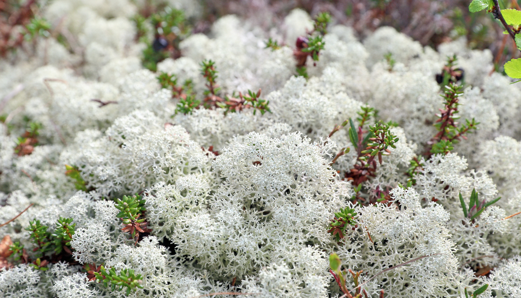 Les scientifiques ont récolté des cladonies étoilées, communément appelées lichens des caribous ou mousse à caribou, dans des milieux naturels relativement distants des activités humaines.