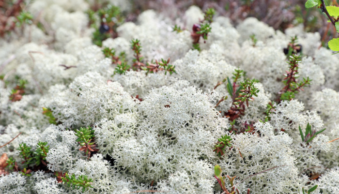 Les scientifiques ont récolté des cladonies étoilées, communément appelées lichens des caribous ou mousse à caribou, dans des milieux naturels relativement distants des activités humaines. 