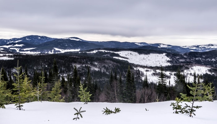 Vue sur la Forêt Montmorency