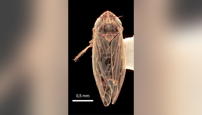 Latalus missellus, l'une des espèces de cicadelles présentes dans les régions nordiques