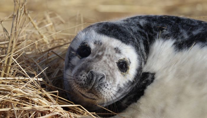 En 2010, une cinquantaine de phoques gris sont nés sur l'île Brion. En 2022, ce nombre avait grimpé à plus de 10 000. La mise bas se déroule dans les dunes.
