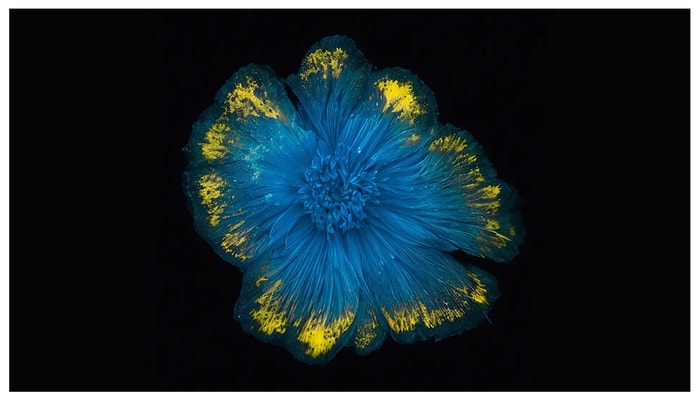 Un noyau cellulaire photographié au cours de la prométaphase