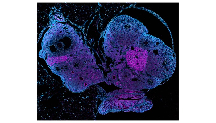 Une coupe d’ovaire et de trompe utérine de souris photographiée par microscopie confocale