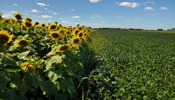 Une bande fleurie de tournesol en bordure d'un champs de soya