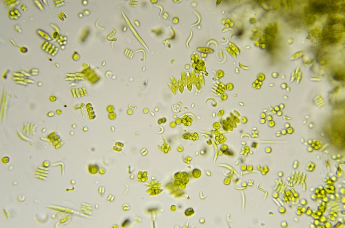 Un assortiment d’algues vertes vu par microscopie optique