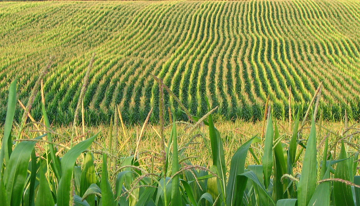 Le recours aux matières résiduelles fertilisantes générées par les activités de villes et de certaines entreprises permettrait de réduire la quantité d'engrais chimiques appliquée dans les champs de maïs. Les cultures de céréales pourraient aussi profiter de cette substitution partielle.