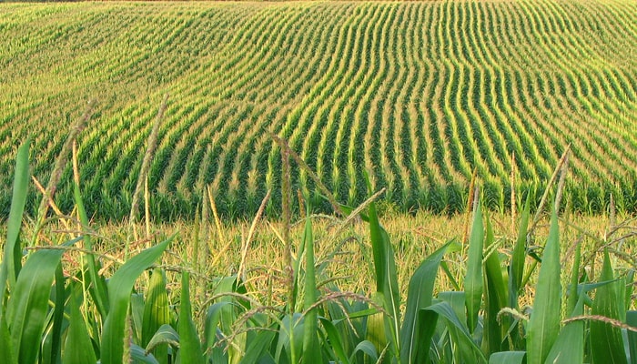 Le recours aux matières résiduelles fertilisantes générées par les activités de villes et de certaines entreprises permettrait de réduire la quantité d'engrais chimiques appliquée dans les champs de maïs. Les cultures de céréales pourraient aussi profiter de cette substitution partielle.