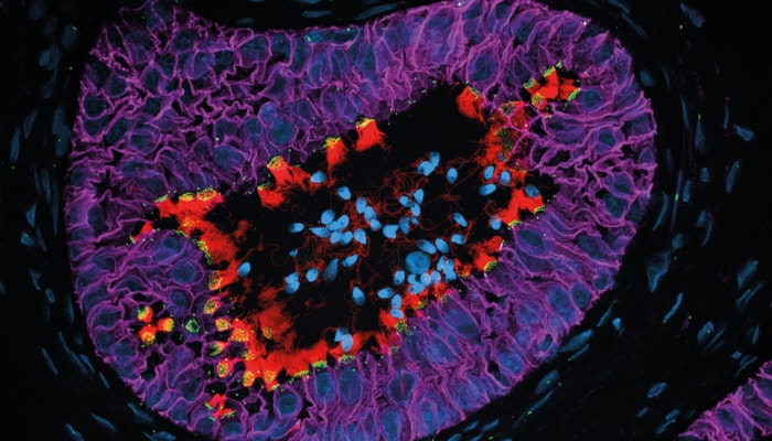 Des spermatozoïdes (en bleu) entourés de cellules du tractus reproducteur munies de cils (en rouge) vu par microscopie en fluorescence