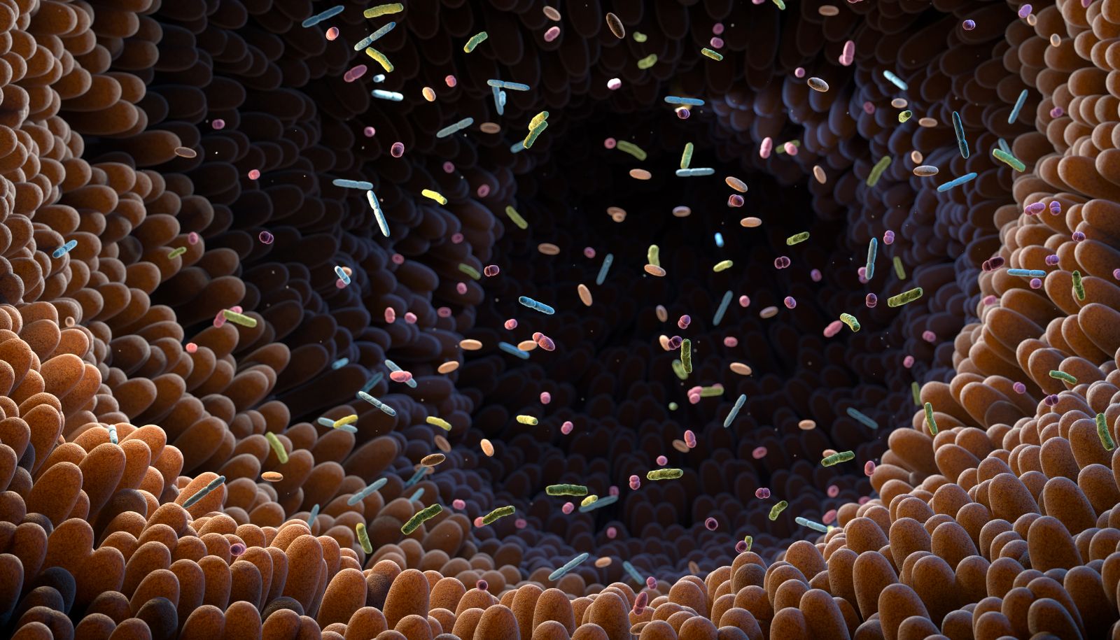 Le piège à substrat intestinal se lie à une molécule néfaste dans l’intestin et empêche son absorption.
