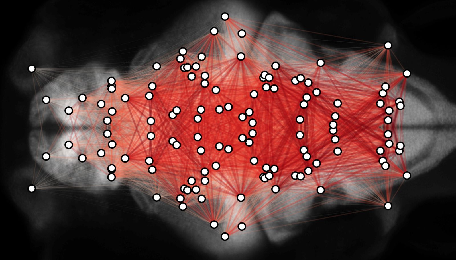 Grâce à des techniques d'optogénétique, l'équipe de recherche a produit une carte des connexions fonctionnelles entre 65 régions du cerveau de jeunes poisson-zèbres. Sur cette vue en plongée, chaque point représente le centre d'une région du cerveau. Les lignes rouges indiquent une connexion fonctionnelle entre deux régions. La force de ces connexions est proportionnelle à l'épaisseur des lignes.