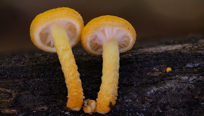La Collybie drapée d'or (Cyptotrama chrysopepla) est une espèce de champignons que l'on peut observer au Québec. Ici, elle est photographiée dans la forêt de Duchesnay à l'occasion d'inventaires menés par Mycosphaera en 2025.