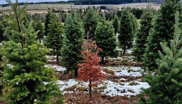 Maxime Delisle-Houde avance l'hypothèse que la mort du sapin a été causée par la pourriture racinaire, mais des tests seront nécessaires pour le confirmer.