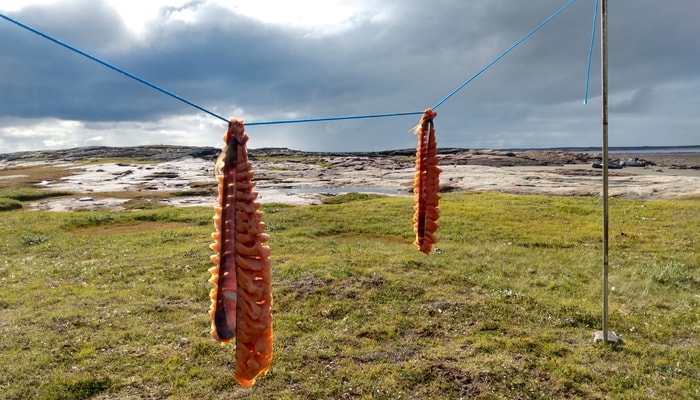 L’omble chevalier est considéré comme étant une espèce importante pour la sécurité alimentaire, la santé et la culture des Inuits.