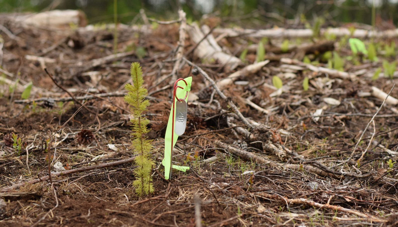 Une épinette blanche plantée en juin 2024. Elle avait déjà terminé une année de croissance en serre.