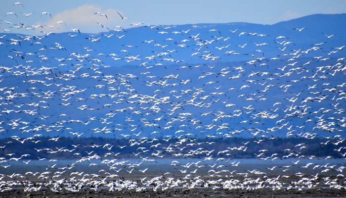 L'oie des neiges est l'une des quelque 300 espèces d'oiseaux qui peuvent être observées dans la région de Montmagny. 