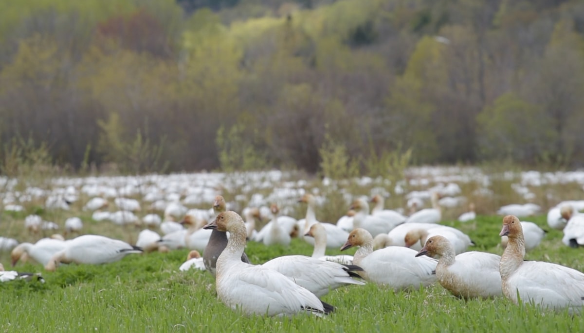 Des grandes oies des neiges lors de la migration dans la réserve nationale de faune du Cap-Tourmente
