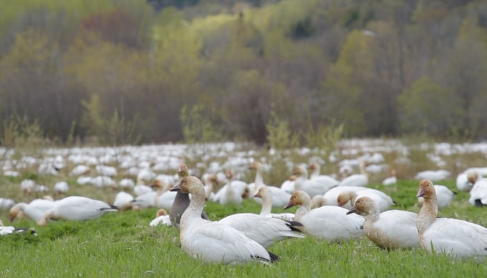 Des grandes oies des neiges lors de la migration dans la réserve nationale de faune du Cap-Tourmente