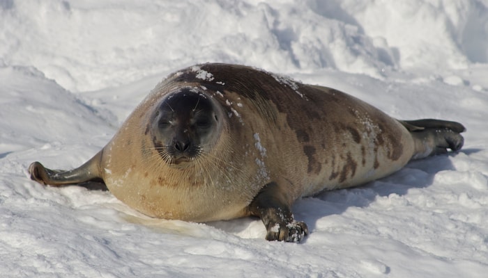 Un phoque du Groenland jouant dans la neige au Nunavik
